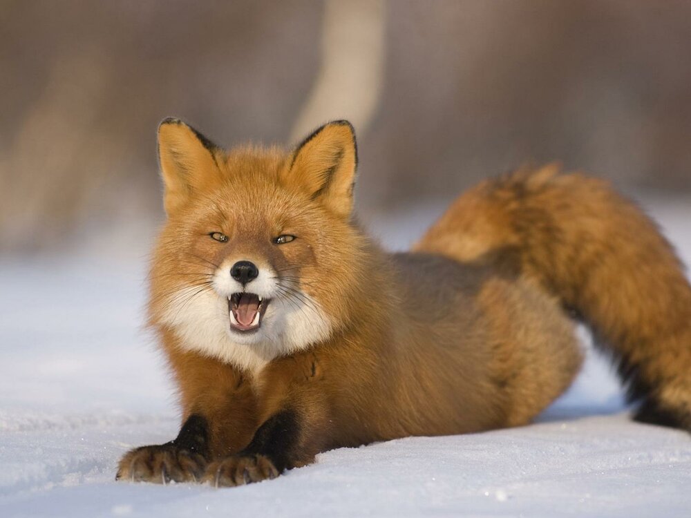 874640153_RedFoxWallpapers9.thumb.jpg.9f1f16426dbae62edce1c2869c2828b8.jpg