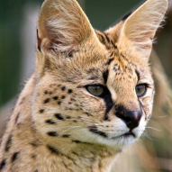 Serval