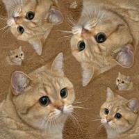 A Sack of Cats