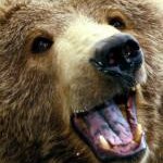 grizzly