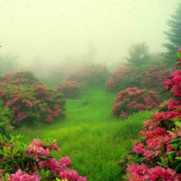 Neblina