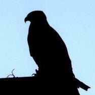 Falcon