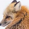 Reynard