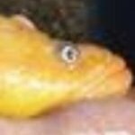 CodFish338