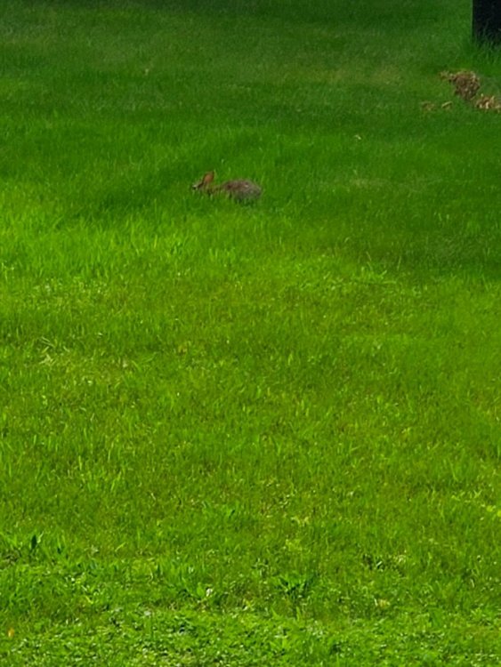 20220613_171502.thumb.jpg.b98cea6bb6d1458097c19487807e8c7e.jpg