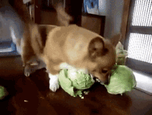 65F9B9EC-8AFB-416D-B82C-02488338ADA2.gif.0a242457640a9ef5d364e6fd05fbd319.gif