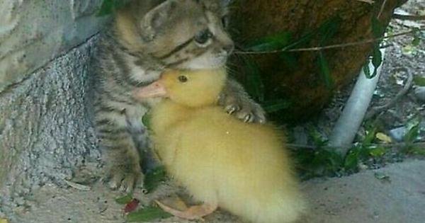 cathugduck.jpg.43de22f8d3113aa25fce1dca944ef5b5.jpg