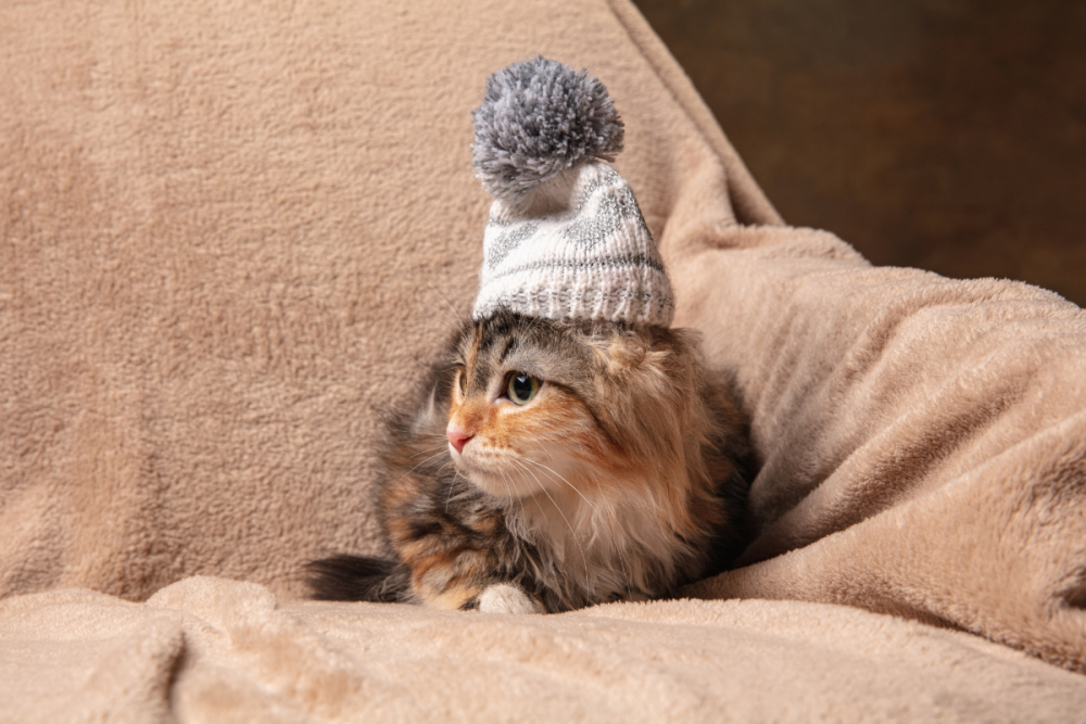 winter-mood.png