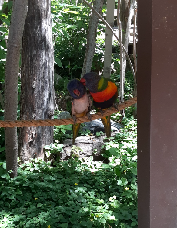 Lorikeet.png