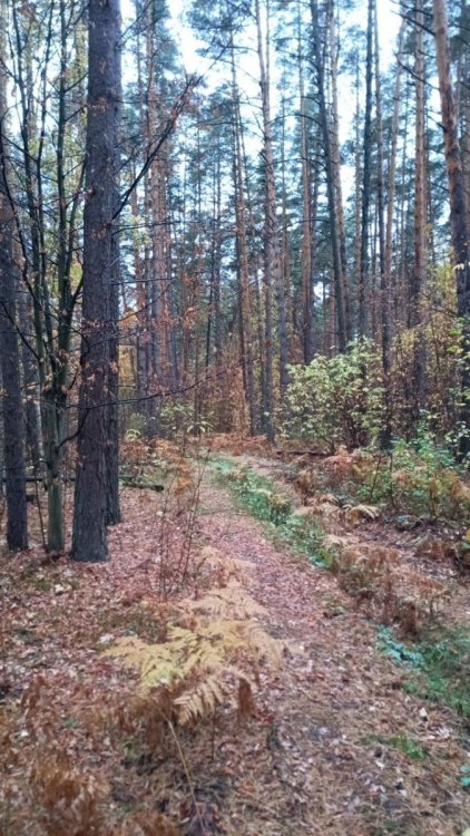 pine_f.thumb.jpg.a237a7c0e3d750f5433efec23c3ee1e2.jpg