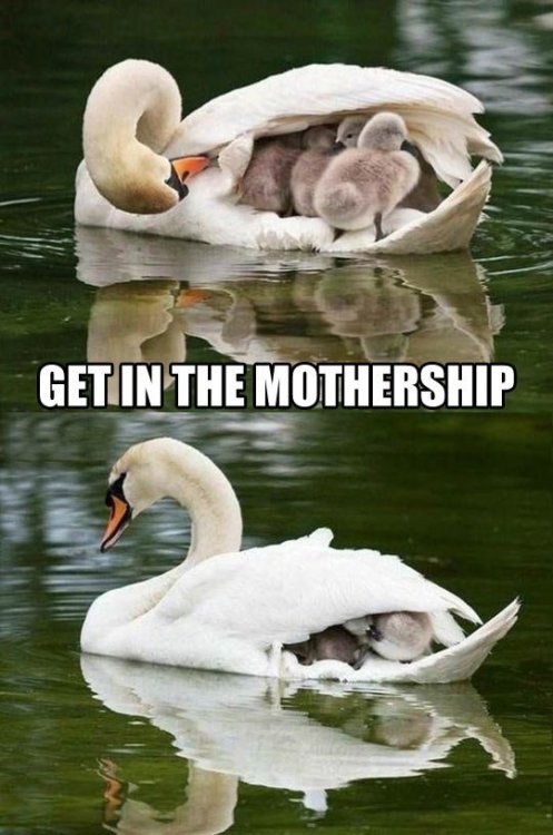 funny-duck-baby-lake-mother-ship.thumb.jpg.dd716a6480c3d93416c78944891e83ba.jpg