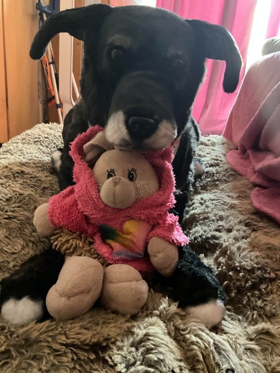 Petsie Inca with bunny.jpg