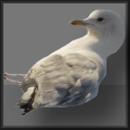 Seagull