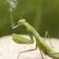 prayingmantis
