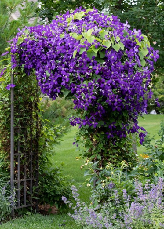 clematis-1.thumb.jpg.ee9c7d84e25be04d34d230a39e3645f9.jpg