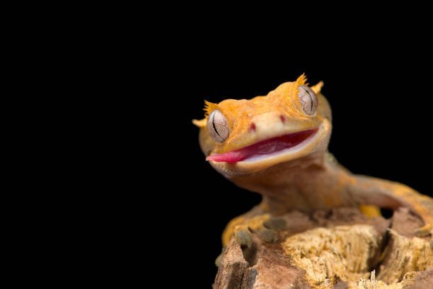 the-crested-gecko-ute-isolated-on-black-background.jpg.c48a7a3b50066d9b2b82b0b0c23e112a.jpg