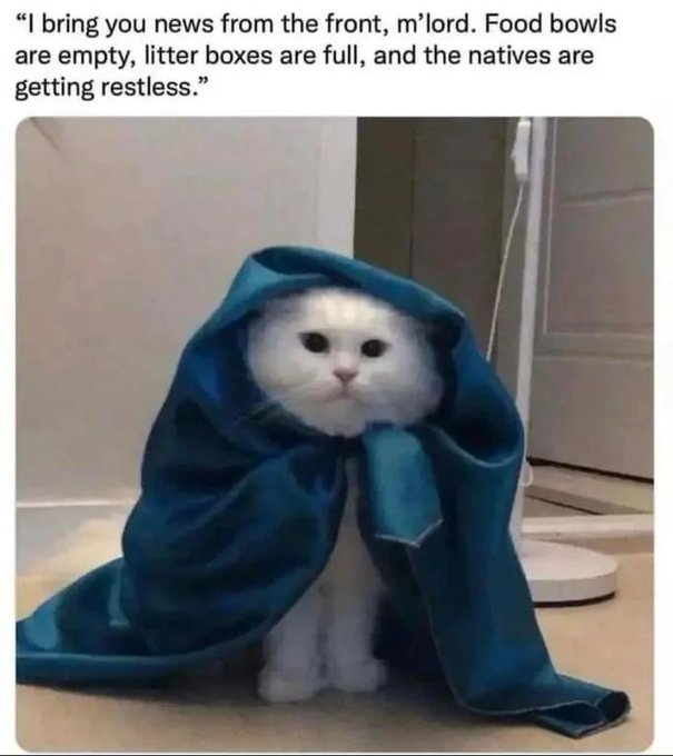 bring-news-front-mlord-food-bowls-are-empty-litter-boxes-are-full-and-natives-are-getting-restless.png.b7e206ffb4f3d6a6f6a65f45464aa8dd.png