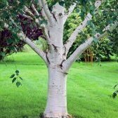 White Grove System