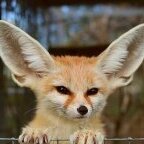 fennecfoxx